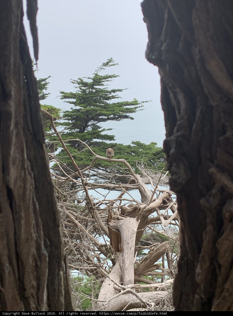 Nature's Window