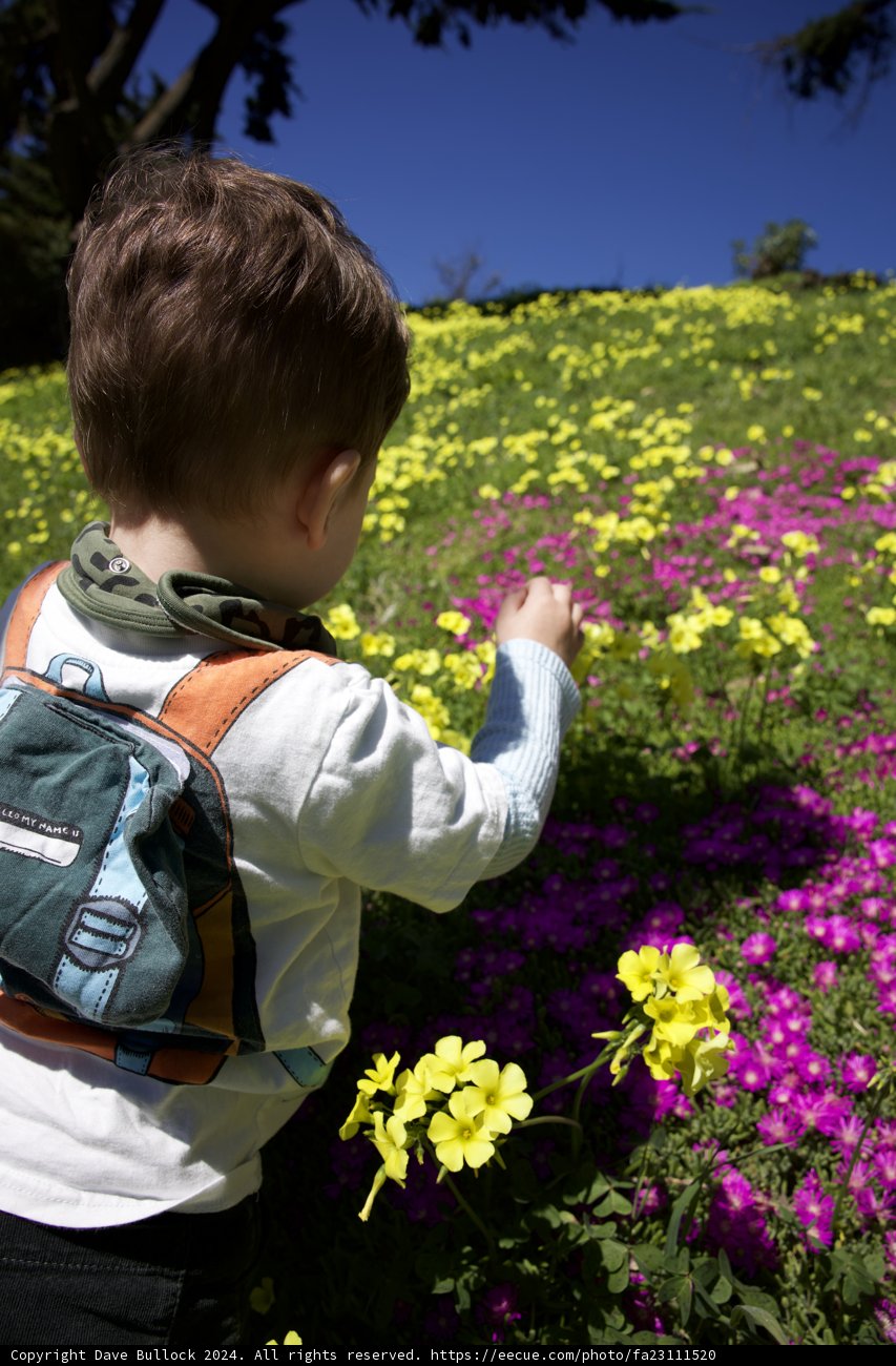 Sublime Serenity: Junior Botanist at Play