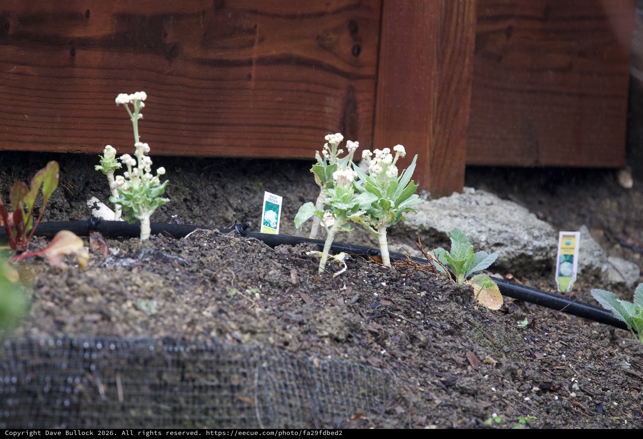 New Garden Bed Planted Below Wooden Deck