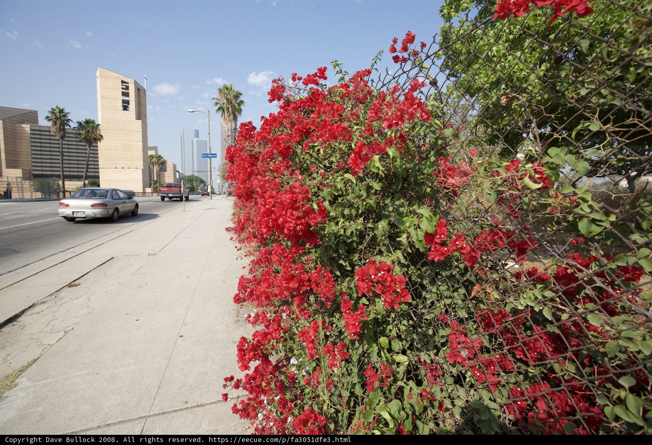 Red Flowers in the Heart of the City
