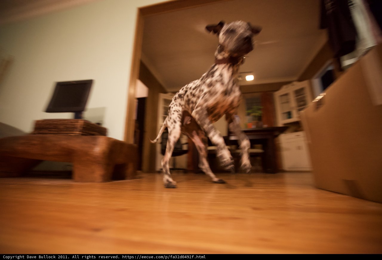 Paws on Plywood