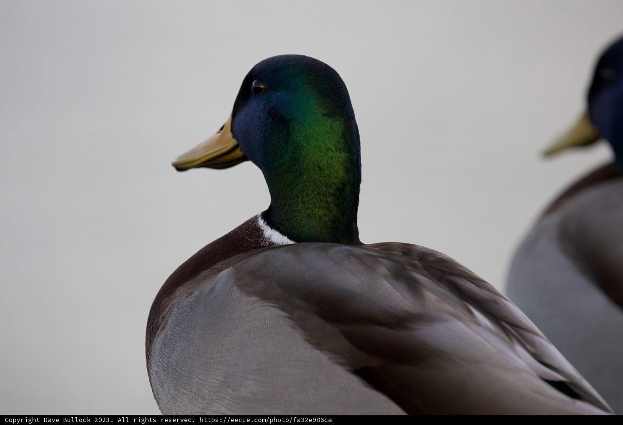 Ledge-side Conversations of Teal Ducks