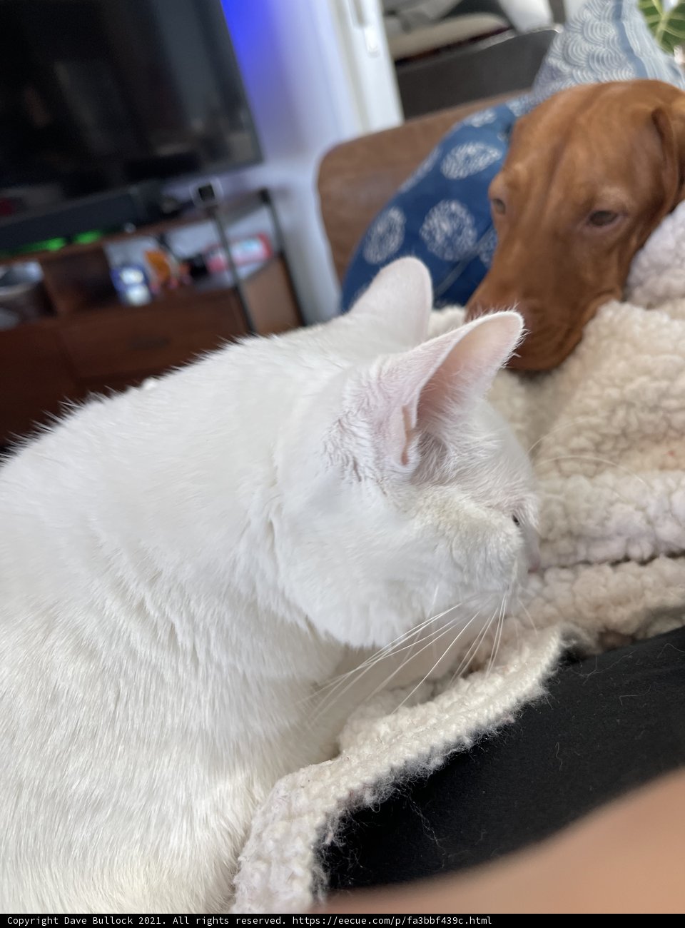 Furry Friends on the Couch