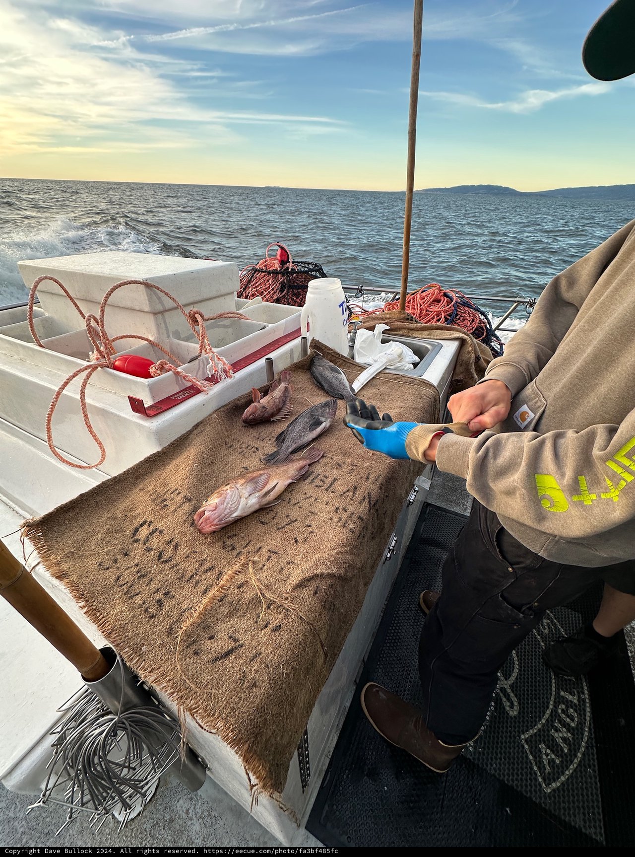 Commercial Fishing Boat Catch Processing at Sea