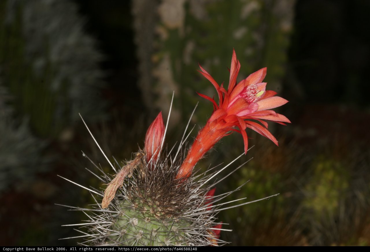 Red Blooms in the Night