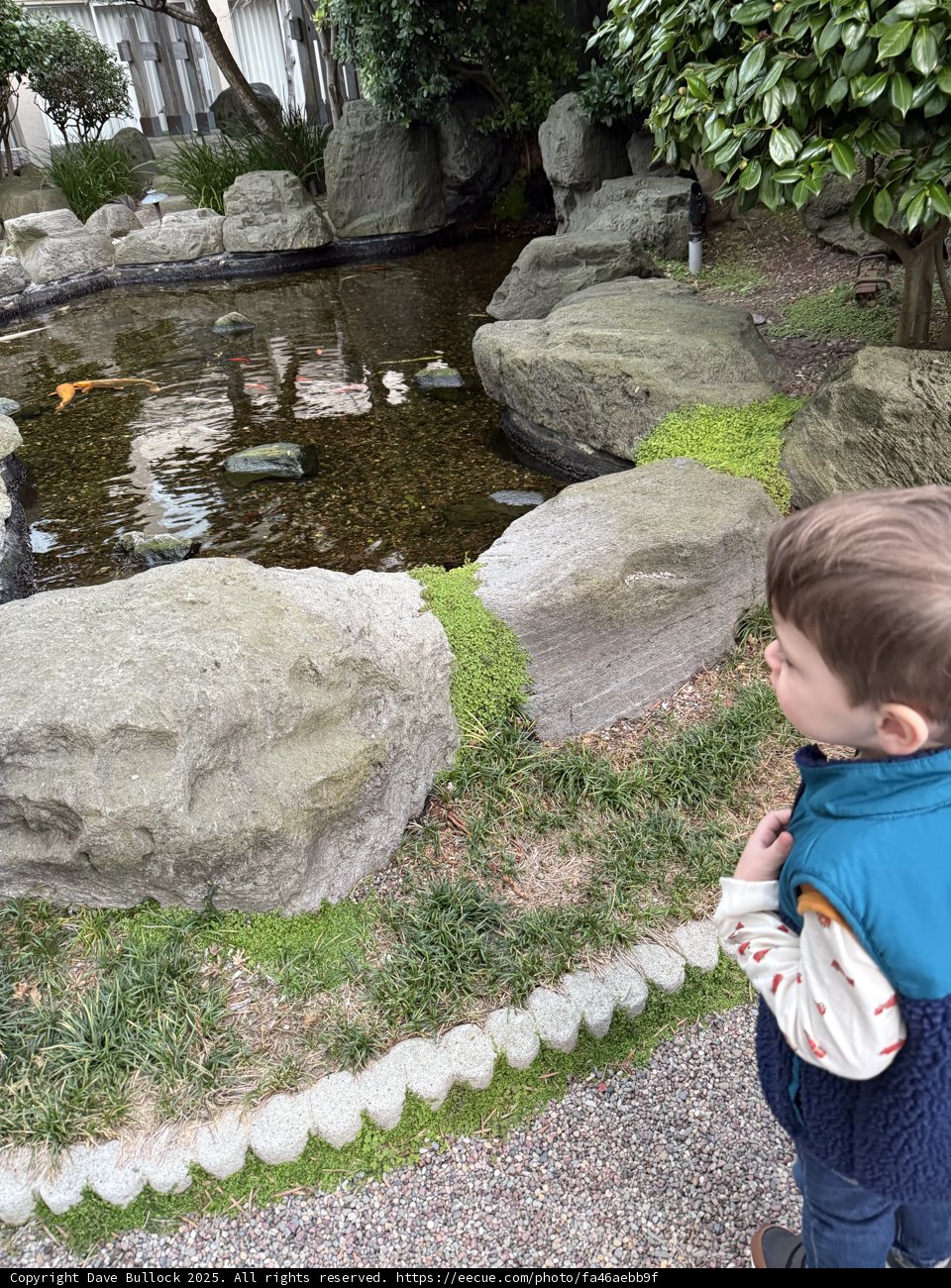 Curious Glimpse by the Pond