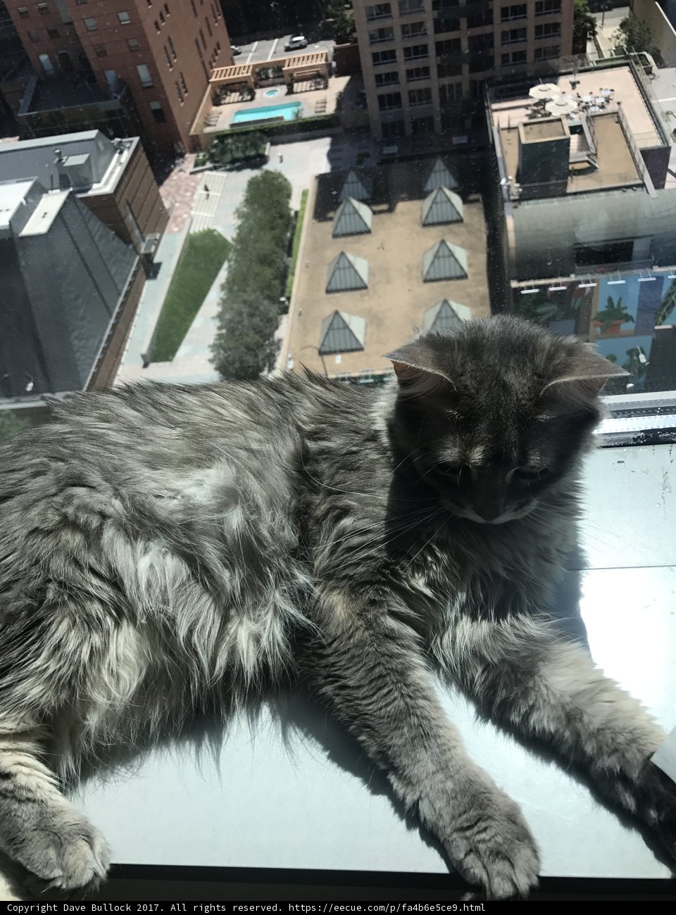 City Cat on a Window Sill