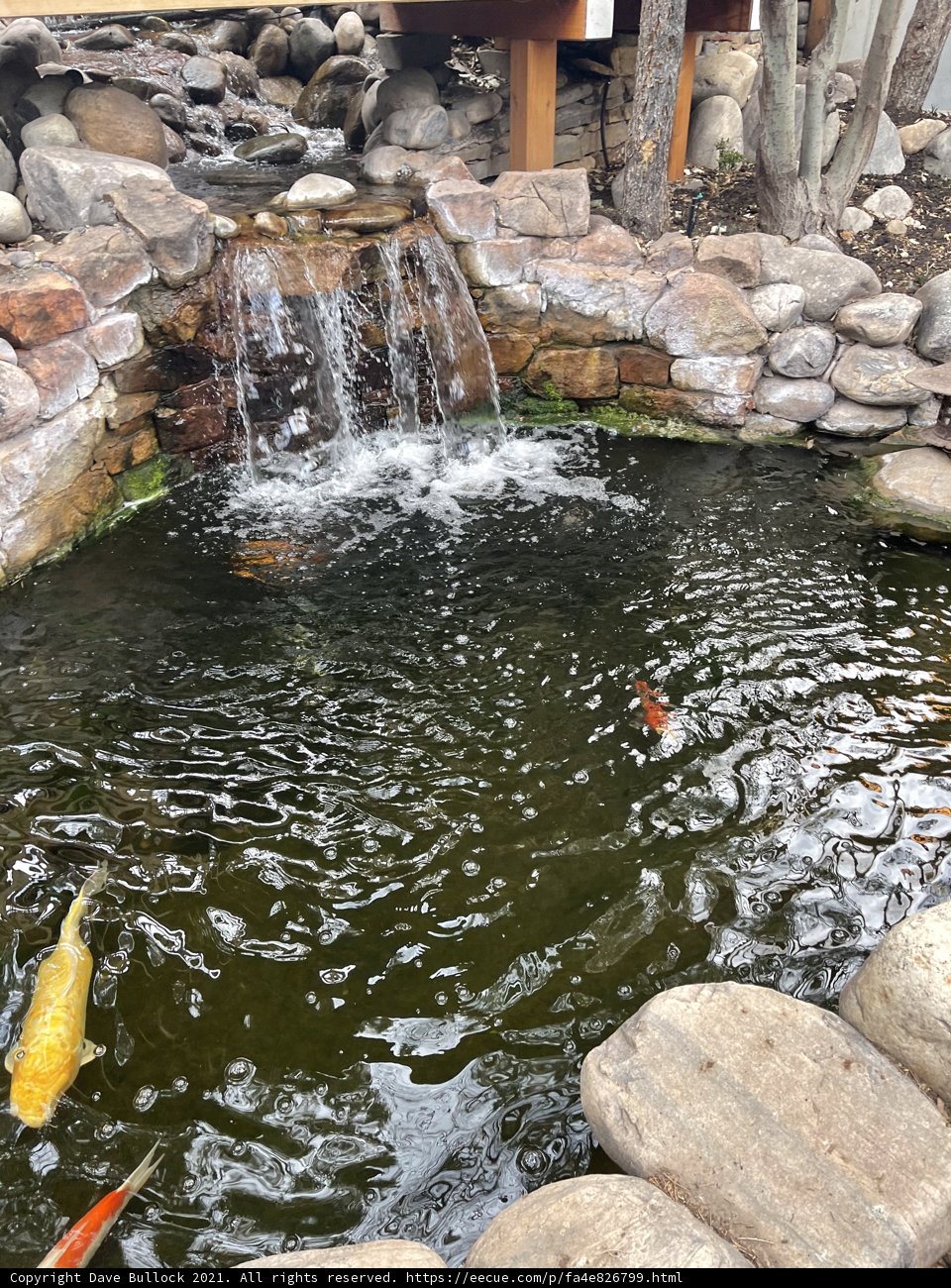 Serene Pond with Waterfall and Fish