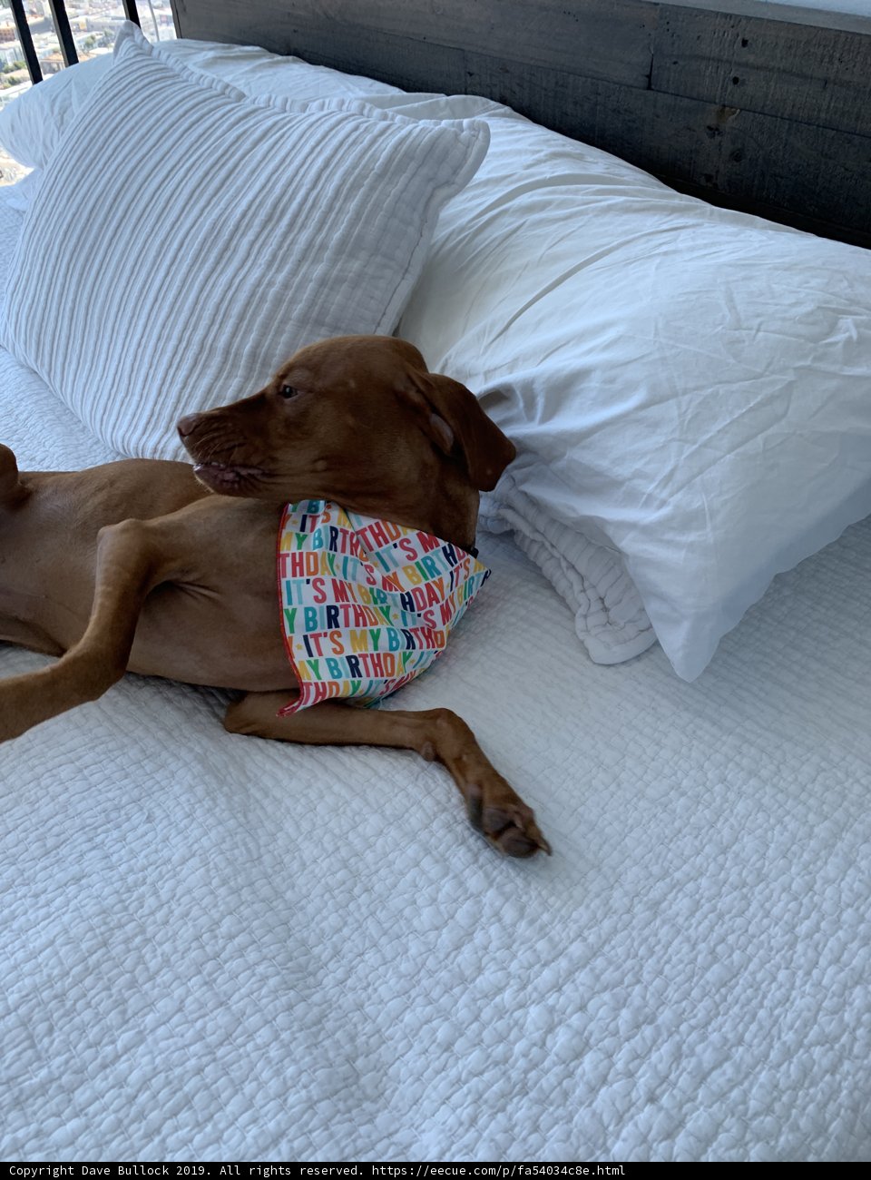 Cozy Canine Bedtime