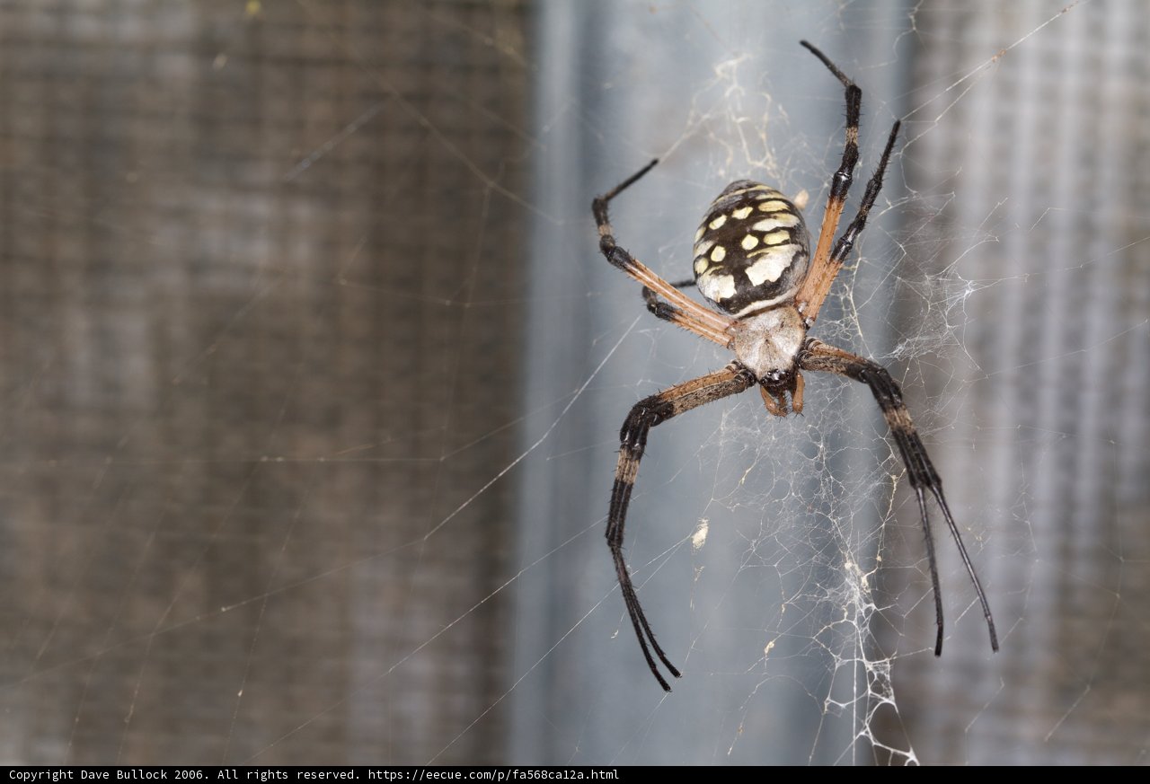 Stripes and Spiders