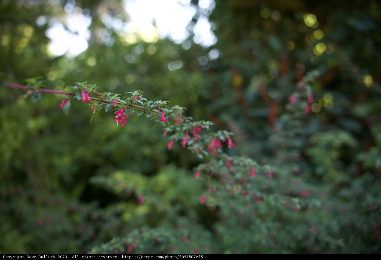Blooming Wonders in San Francisco Botanical Garden