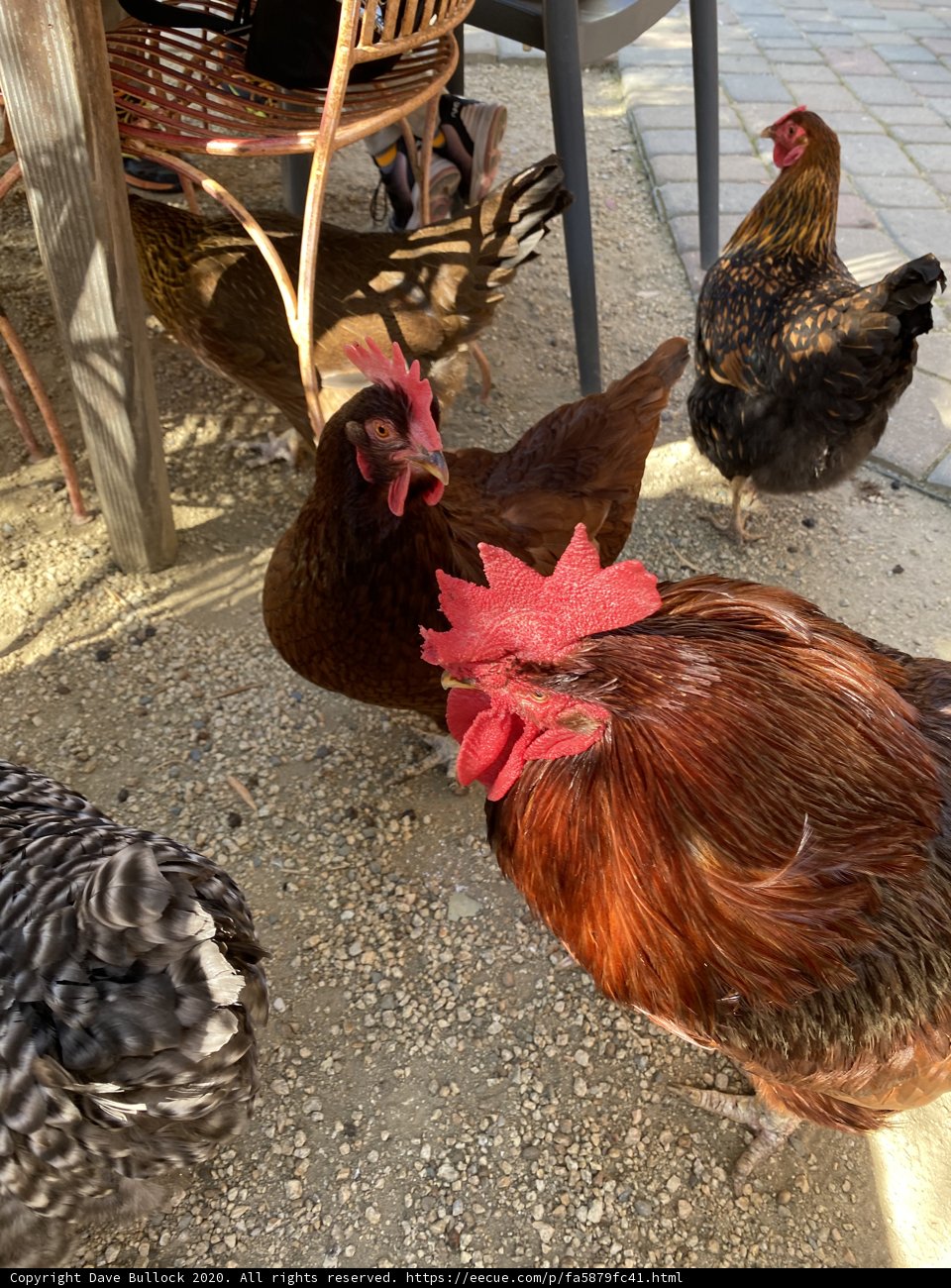 Chicken Gathering