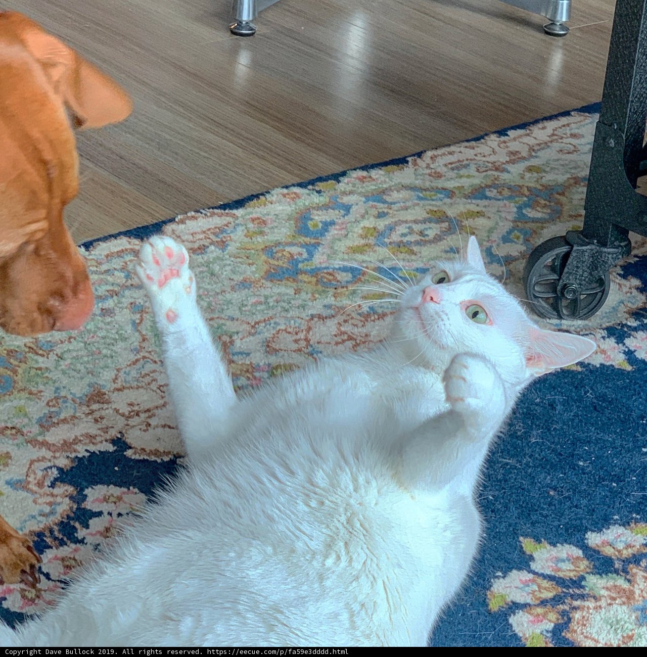 Furry Friends