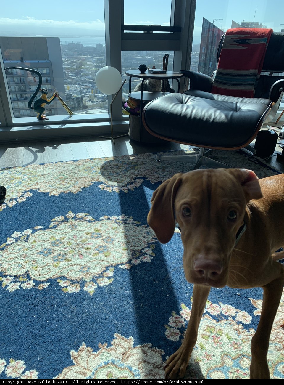 A Canine View