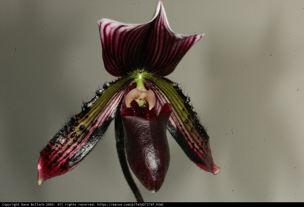 A Graceful Orchid