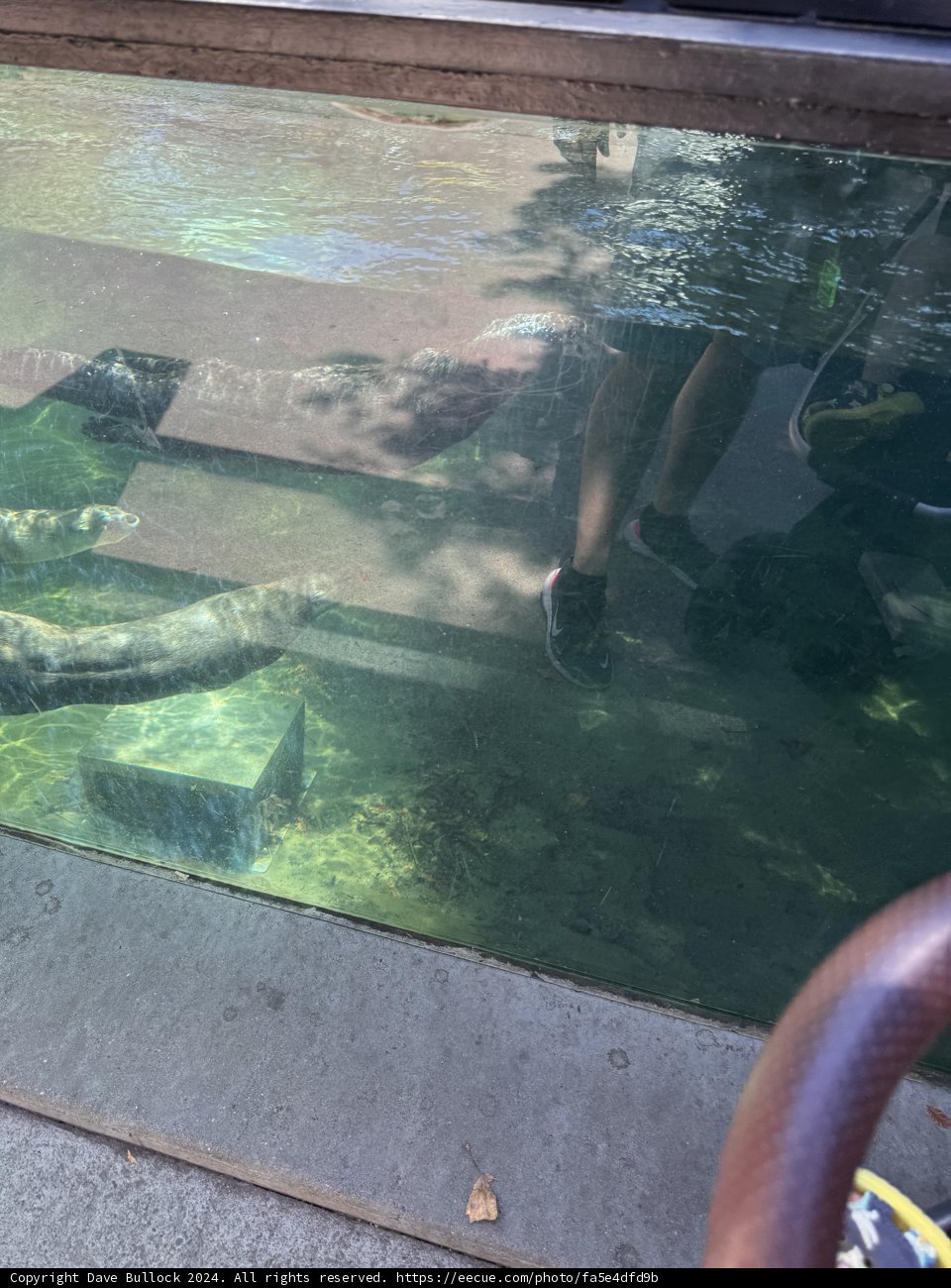 Underwater Encounters