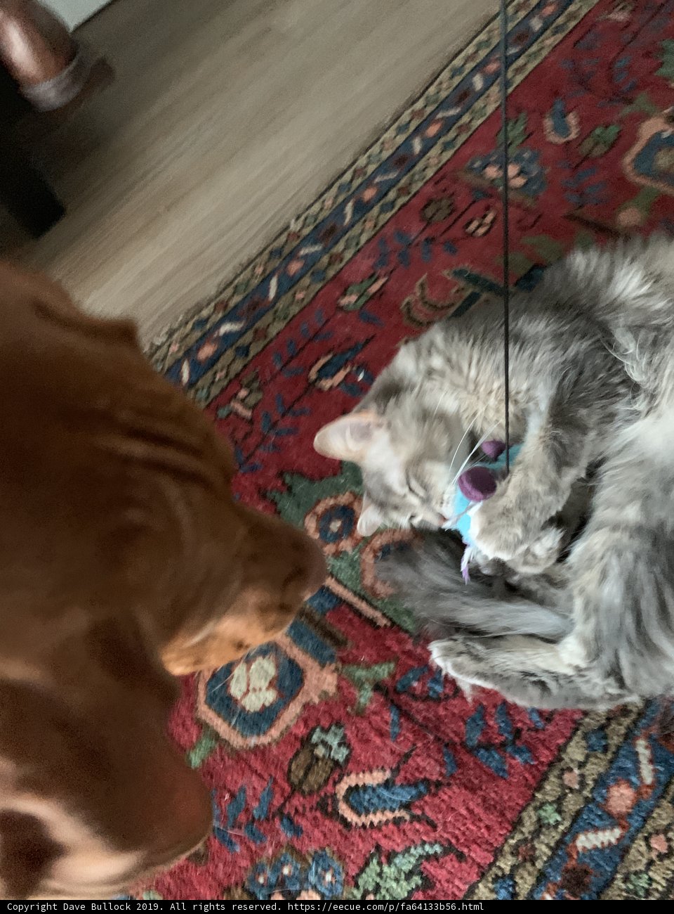Furry Friends at Play