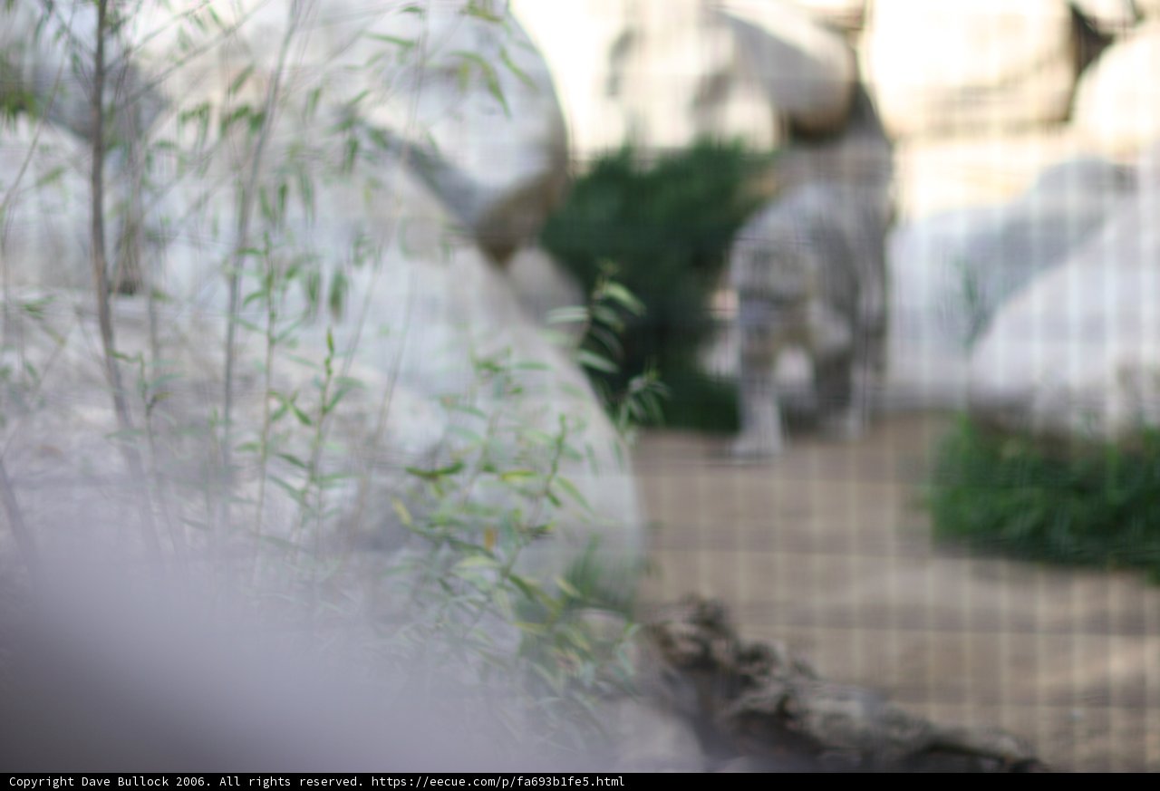 Blurry Encounter with a Majestic Feline
