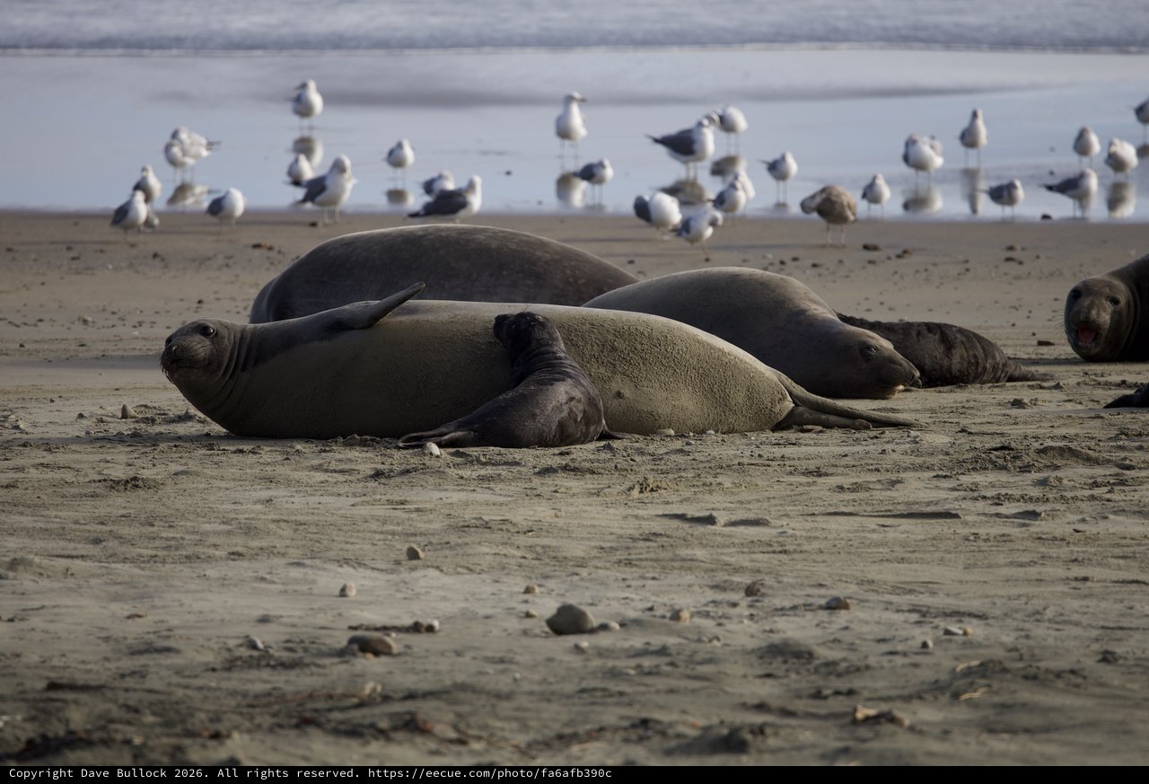 Elephant Seals Resting on Drakes Beach with Seabirds