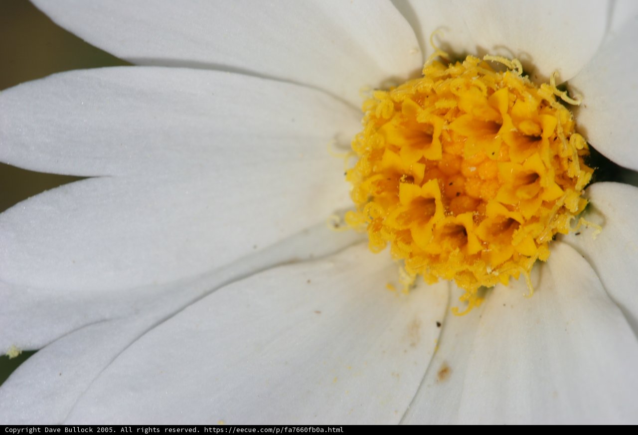 Beauty in Detail