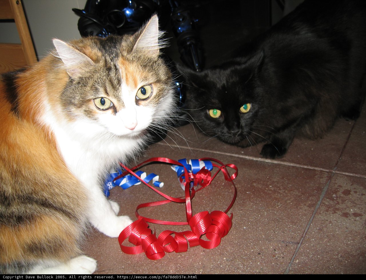 Festive Feline