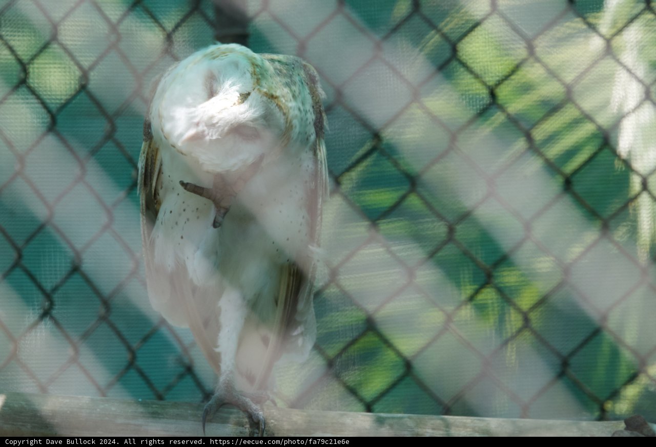 Mystic Gaze: An Owl at the Honolulu Zoo