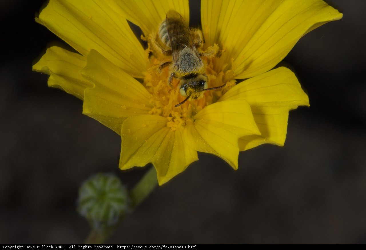 Buzzing Amongst the Petals