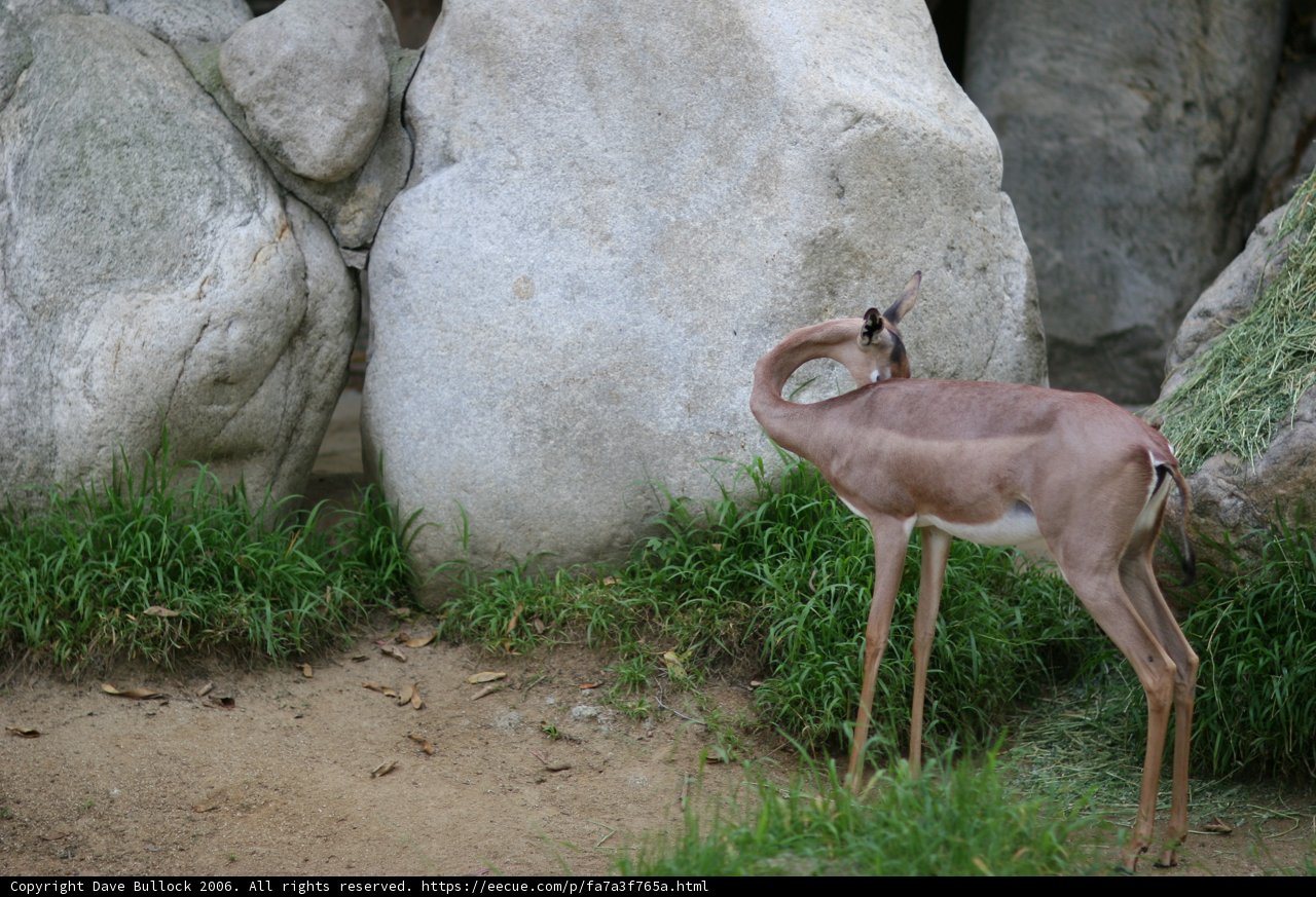 Majestic Gazelle