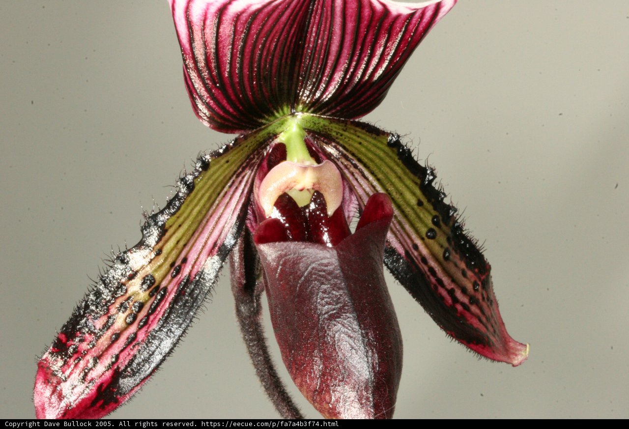 Delicate Orchid in Bloom