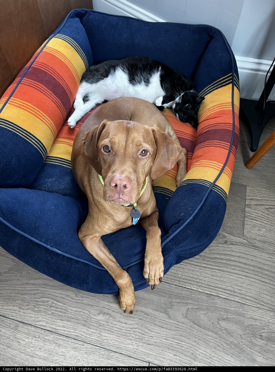 Companions in Comfort