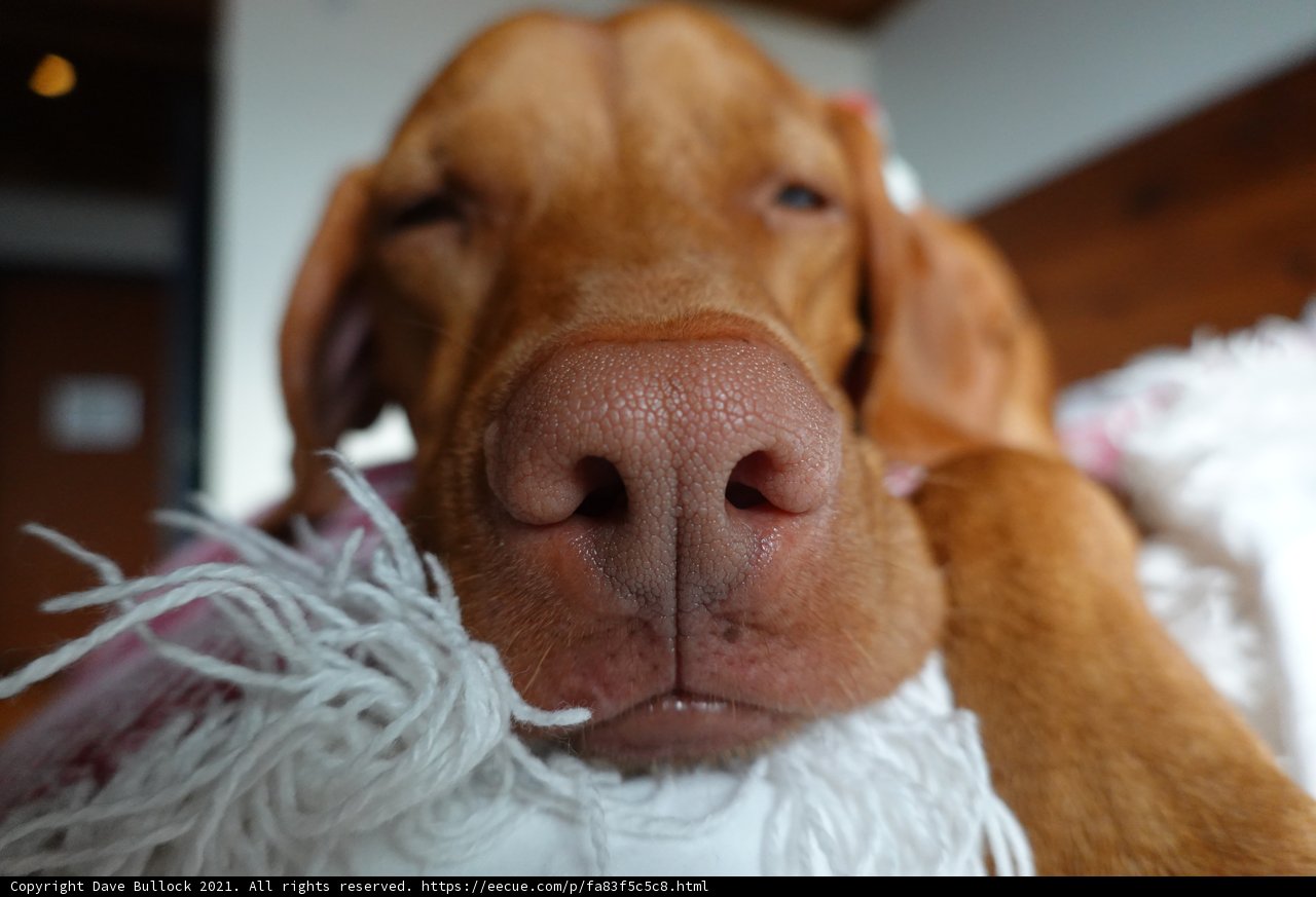 Sweet Dreams of a Snouted Canine