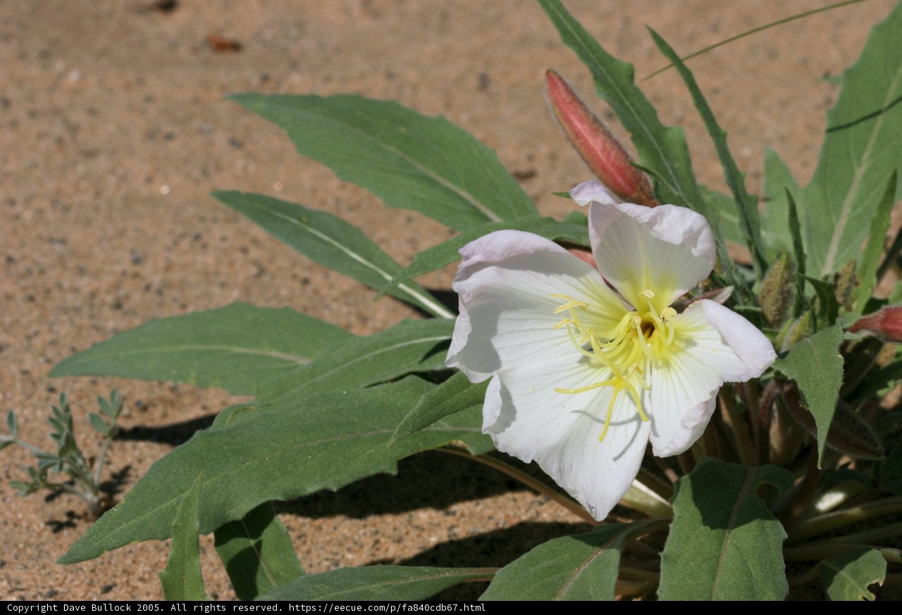 Yellow-Petaled Lily in Sandy Surroundings