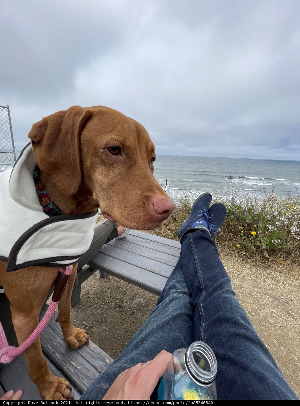 Bench Buddies