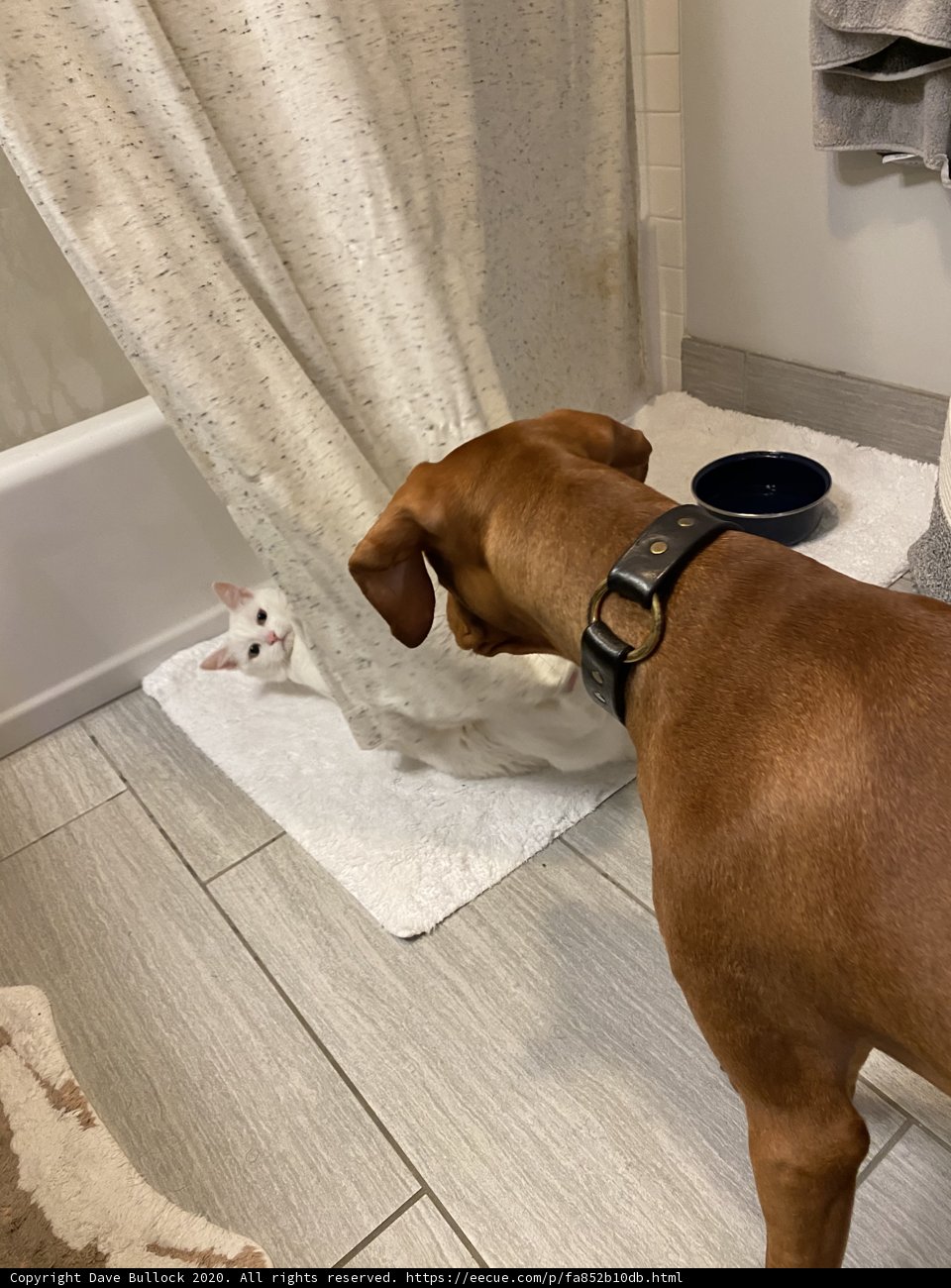 Canine Curiosity