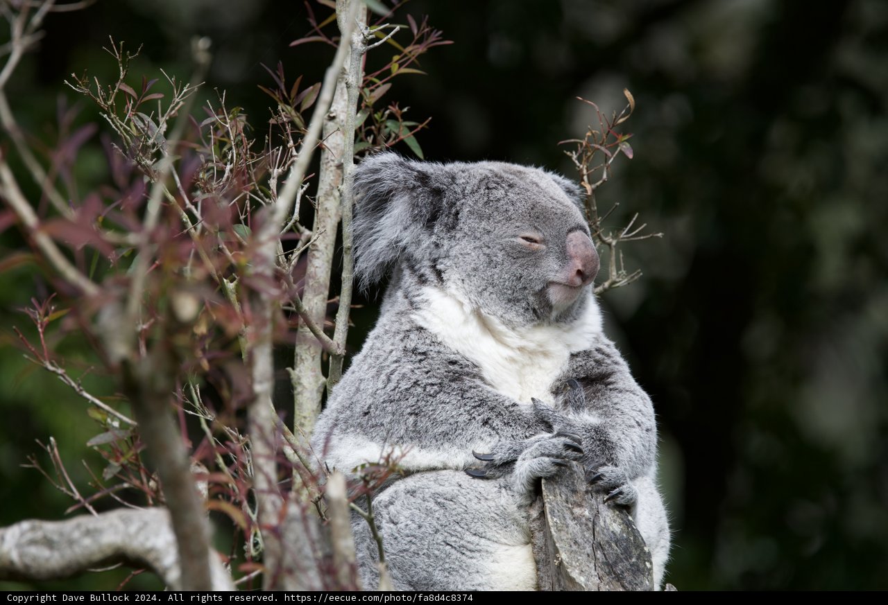 Tranquility in Branches: A Koala at the SF Zoo
