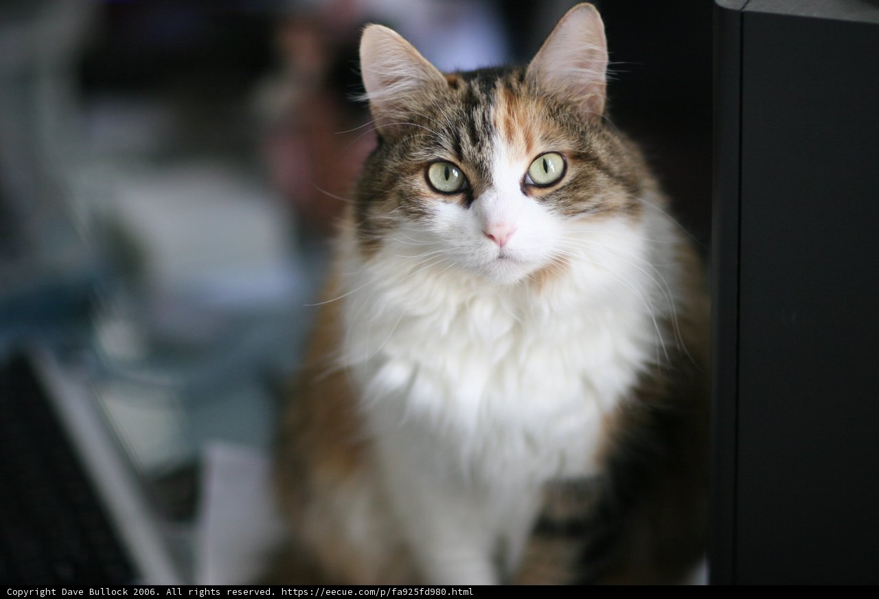 Desk Cat
