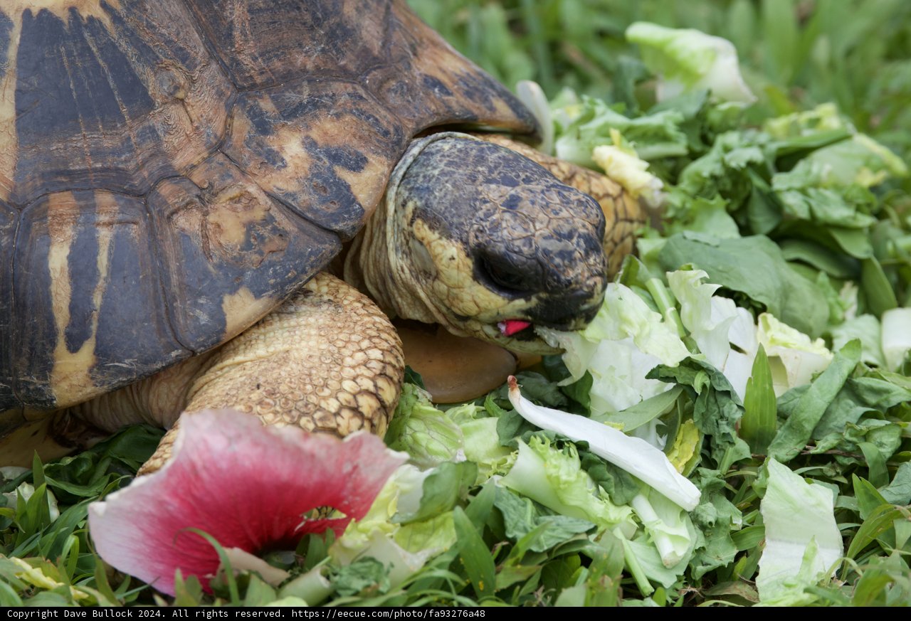 Leisurely Lunchtime at Honolulu Zoo