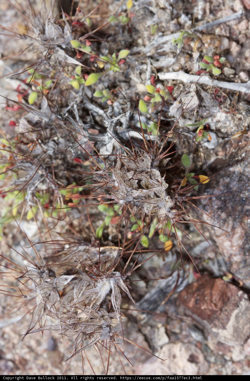 Small green leaves, brown stems