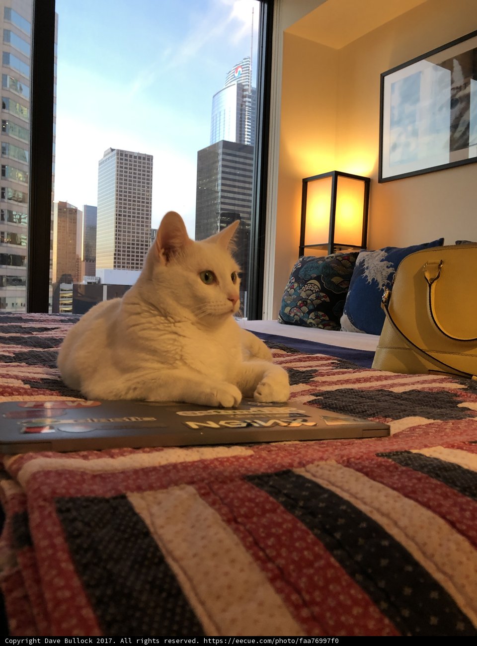 A Cat's Lazy Afternoon