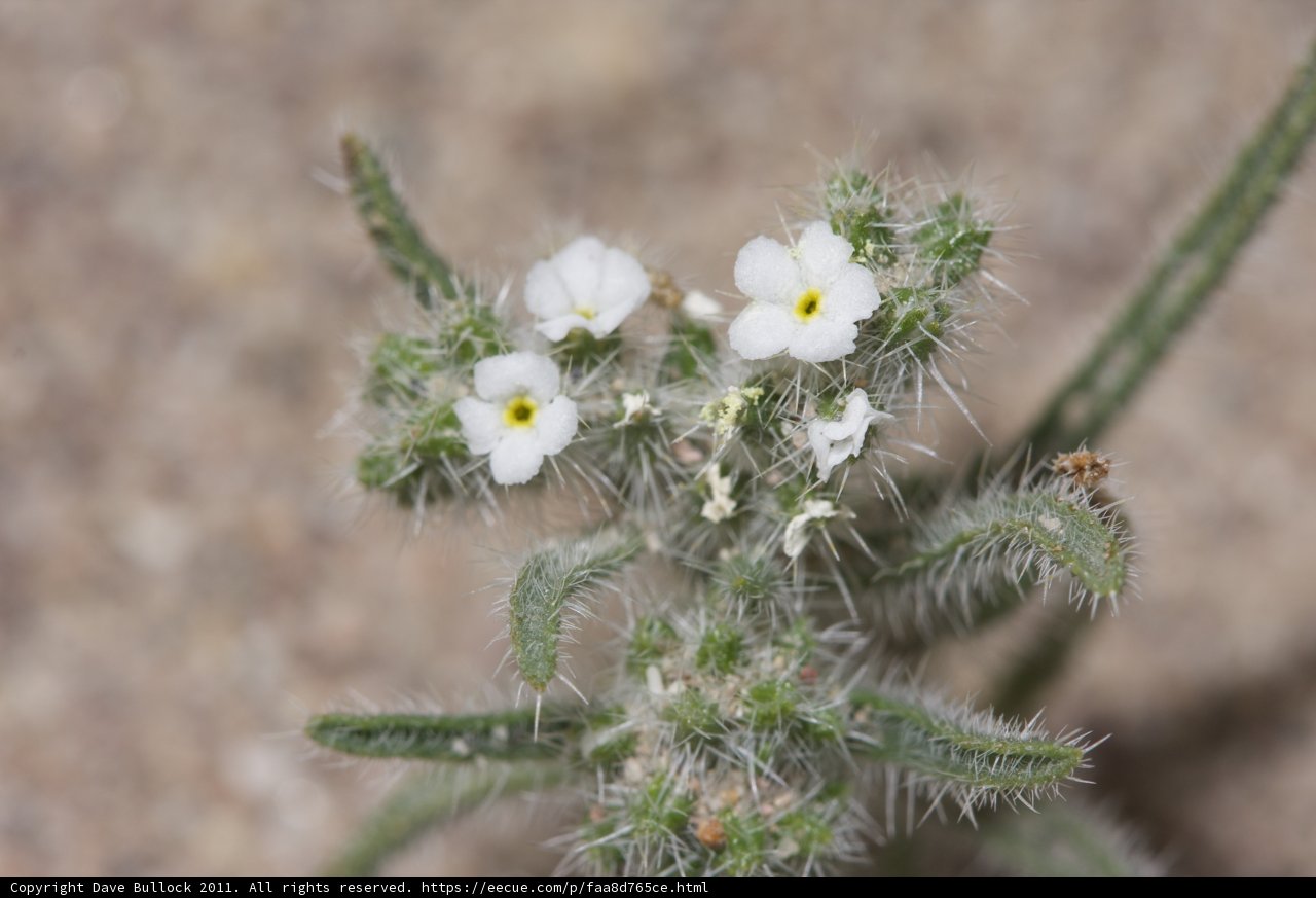 Tiny White and Yellow Blooms