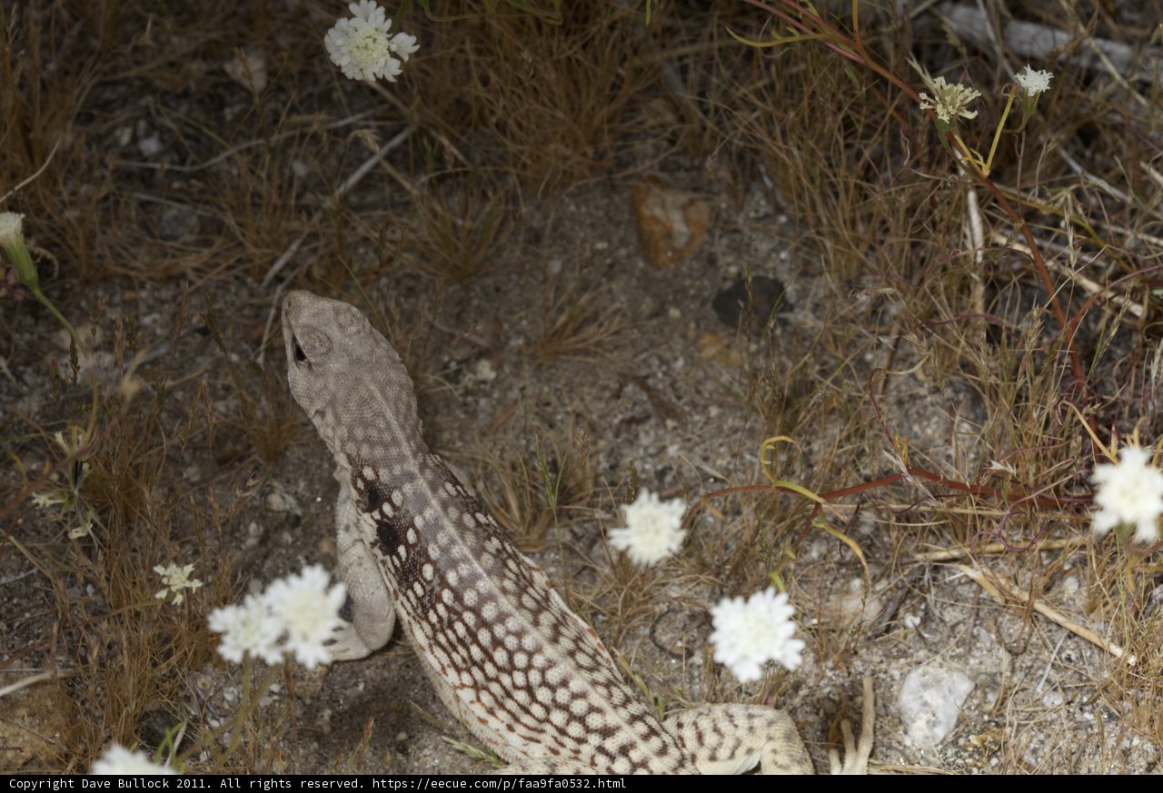 A Lizard Amongst Anza Flowers