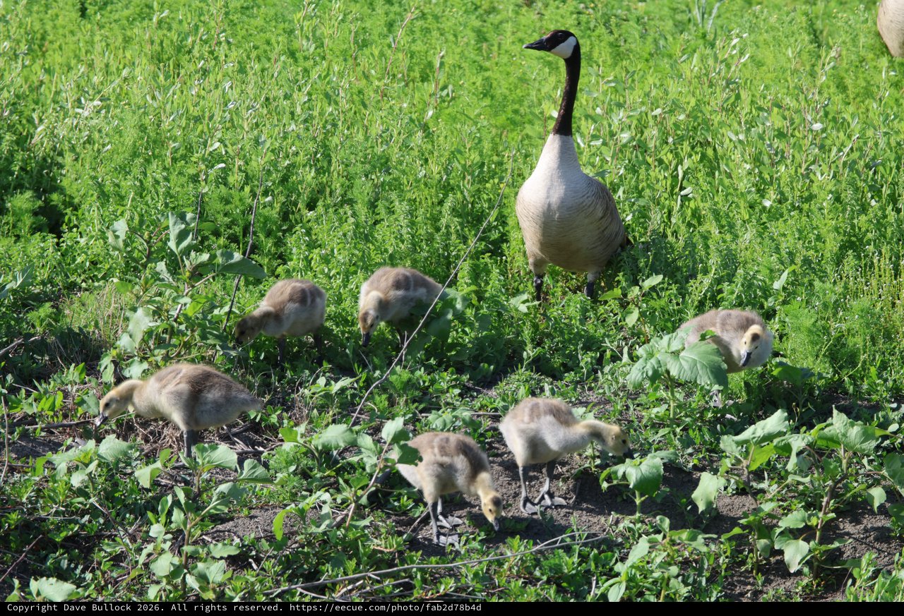 Canada Goose Family Foraging in Wetland Vegetation