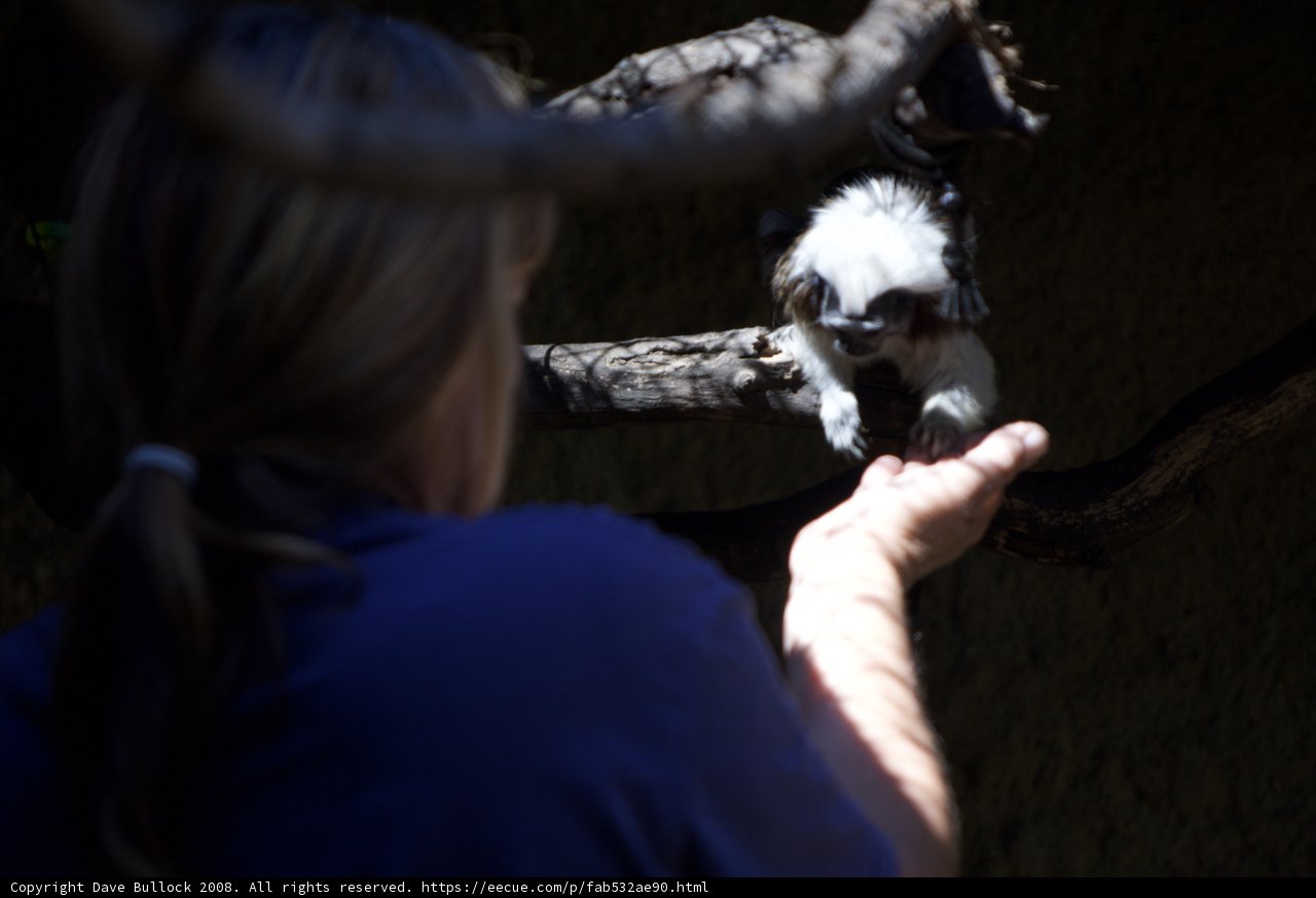 A Woman Feeding a Monkey in the Zoo