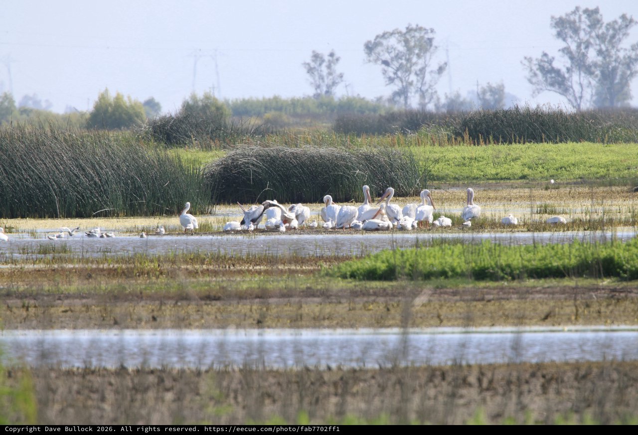 Great White Pelicans Gathering in Wetland Marshes