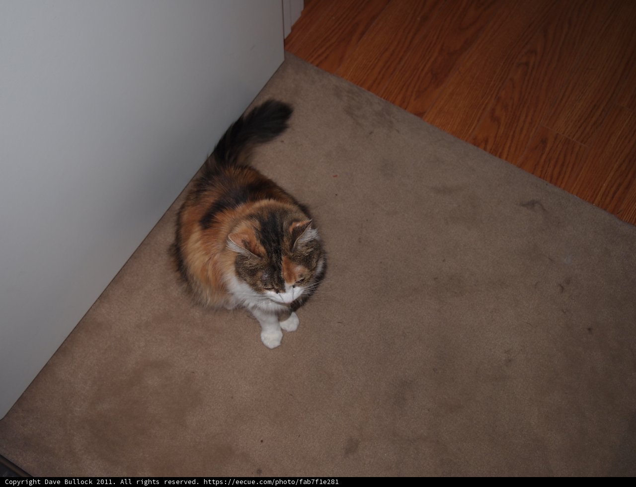Serene Cat on Hardwood Floor