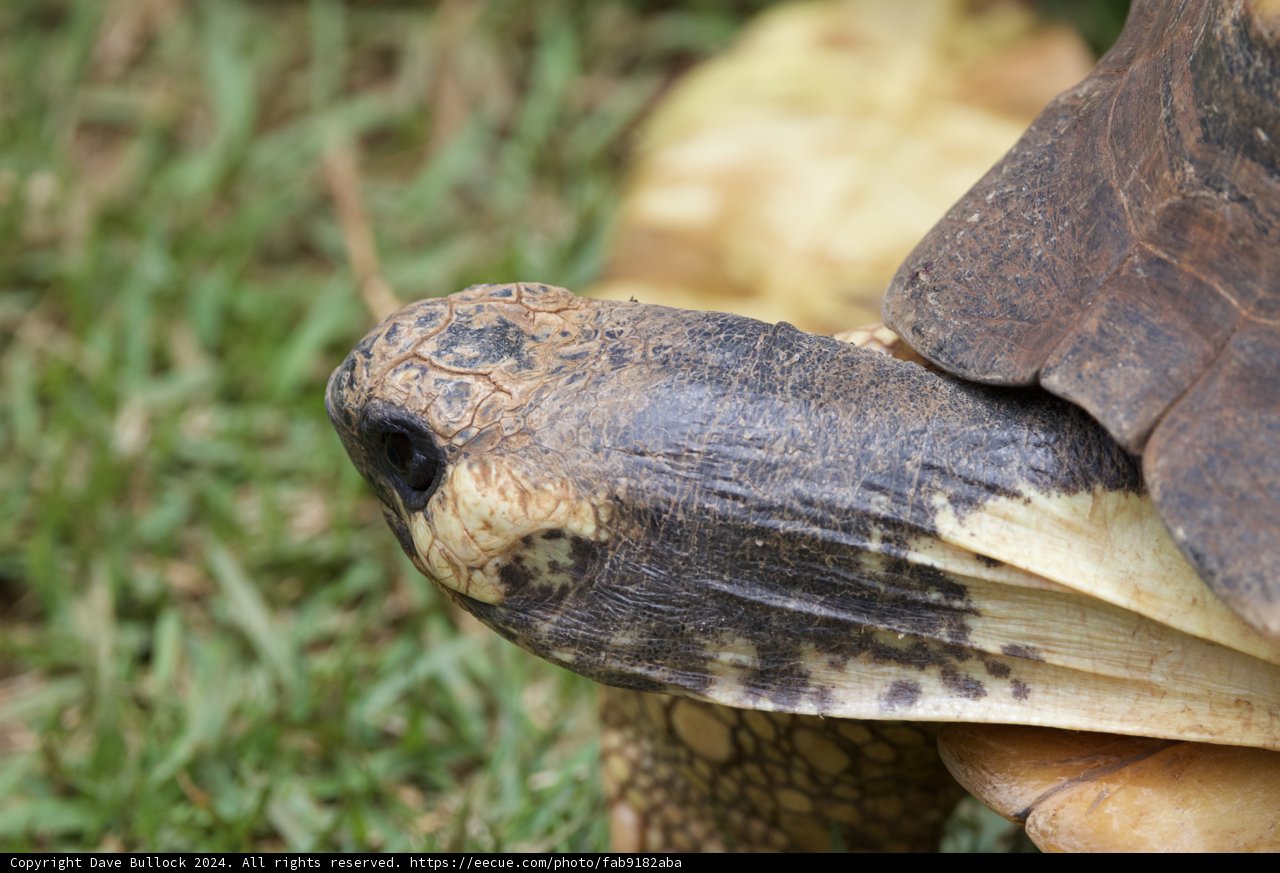 Timeless Gaze: The Box Turtle of Honolulu Zoo