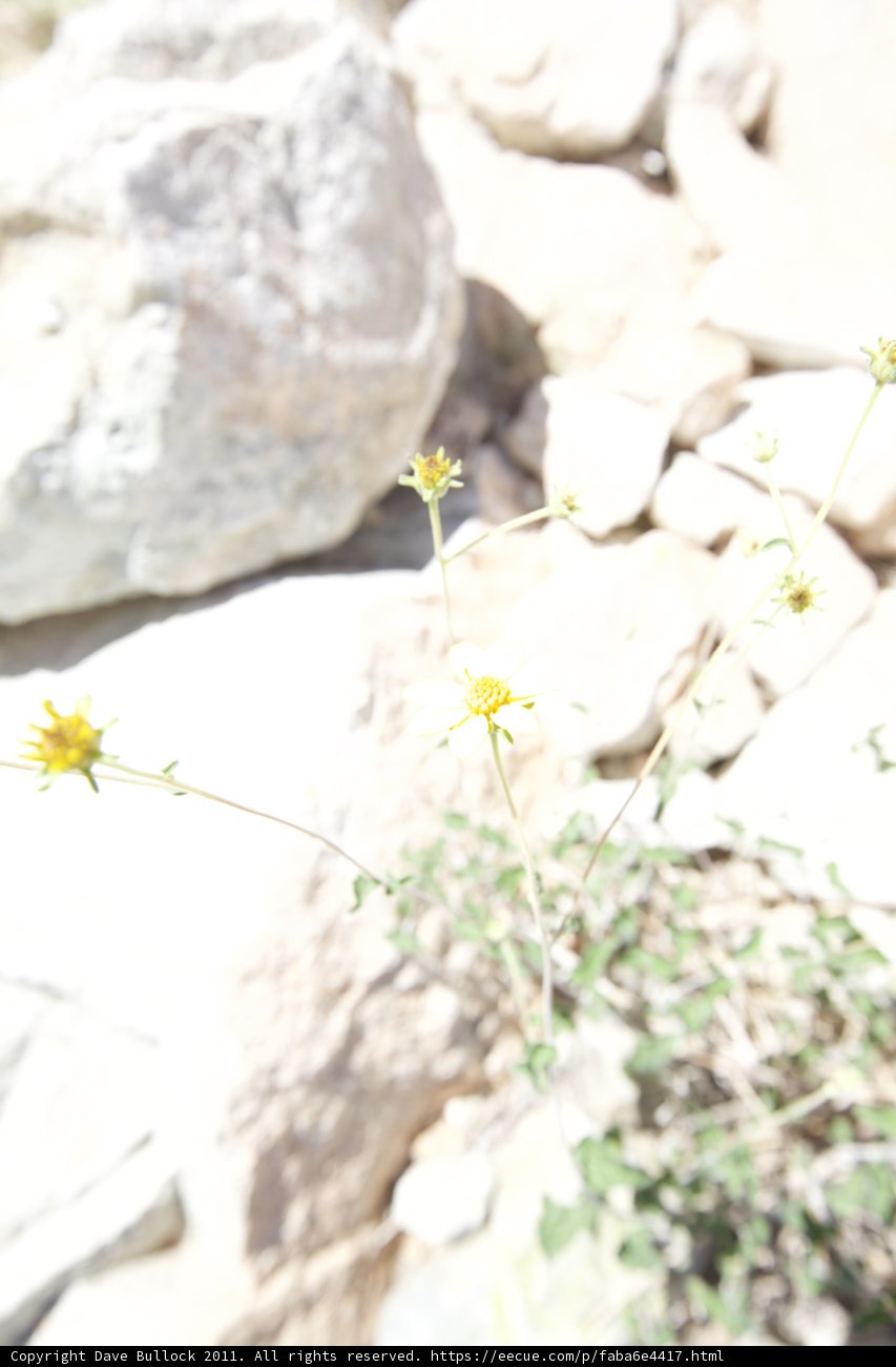 A Daisy's Resilience