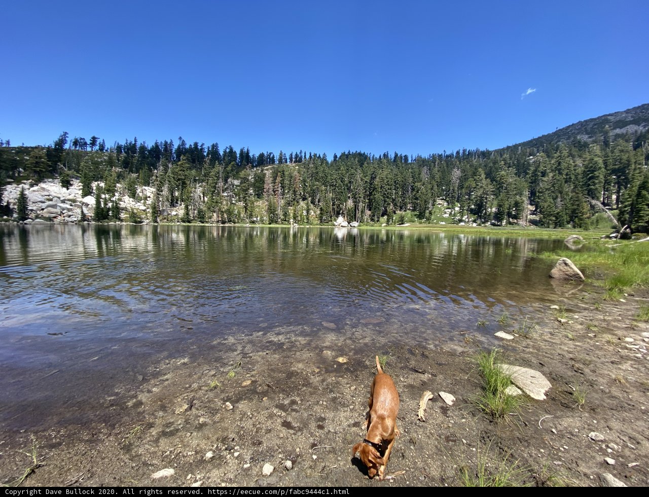 Canine at the Lake