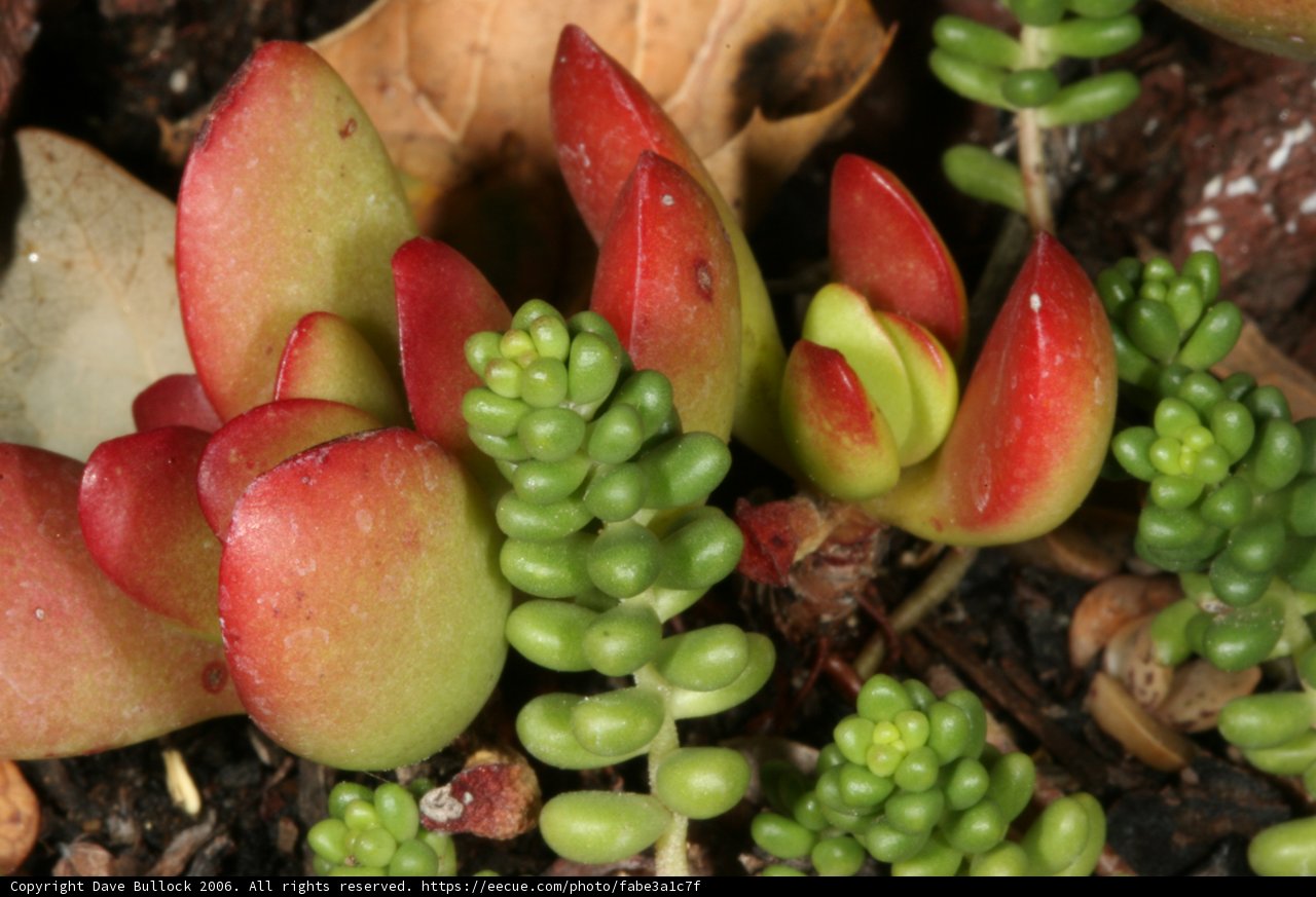Botanical Beauty
