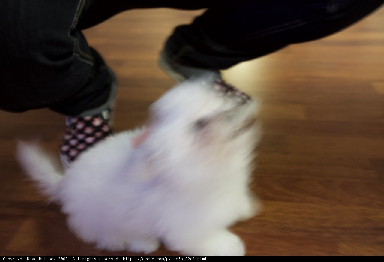 Penny's Fashionable Hardwood Floors